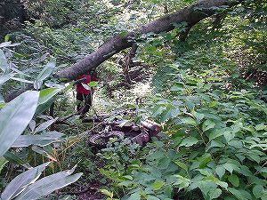 �H�c�����Q�V�X�����֌���4-4�^ORR