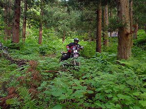 �H�c�����Q�V�X�����֌���5-3�^ORR