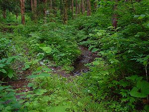 �H�c�����Q�V�X�����֌���5-6�^ORR