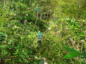 ���J��5-2�^ORR