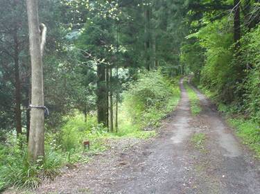 (�򕌌�/�p��)����418����(R418)/����352�Ƃ̕���_