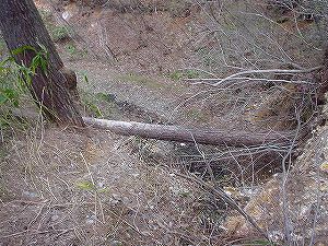 �R�蓻(�{�镟�������P�O�V���Ԉ䔨������)5-2�^ORR