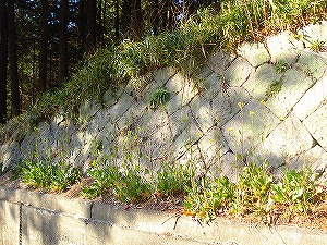 �������̐Ί_