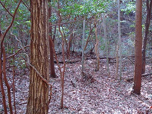 ��l�������Ɏc�钃���Ղ炵���X�n