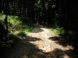 �����Ȍ�������