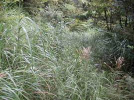 �L�����{���ѓ�