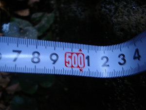 ��l����詓��̍ő啝