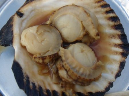 �T���}�ΎY�̔����L�@���Ƃ̂ς킷��