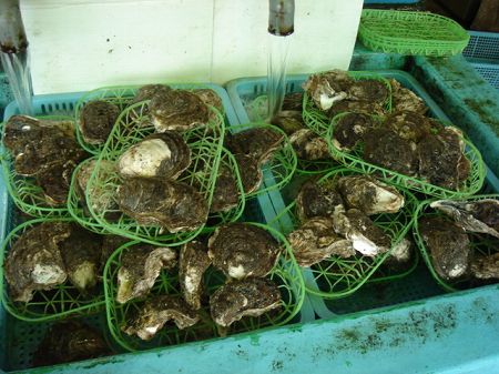 ����H���̊�K�L�@���Ƃ̂ς킷��