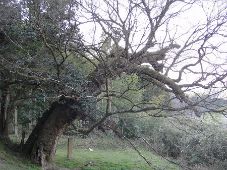 �O�����̃��N�m�L�̌ÖؑS�i�@���Ƃ̂ς킷��