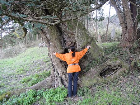 �Ζʂɍ��t���O�����̃��N�m�L�̌Ö؁@���Ƃ̂ς킷��