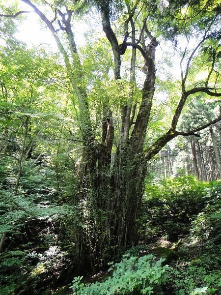 �e�a��̑�J�c���@���Ƃ̂ς킷��