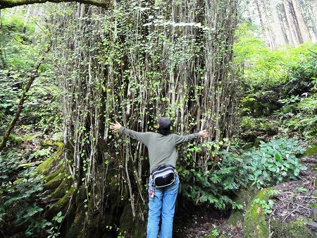 �e�a��̑�J�c���̍����q�@���Ƃ̂ς킷��