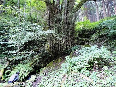 �e�a��̑�J�c���N���@���Ƃ̂ς킷��