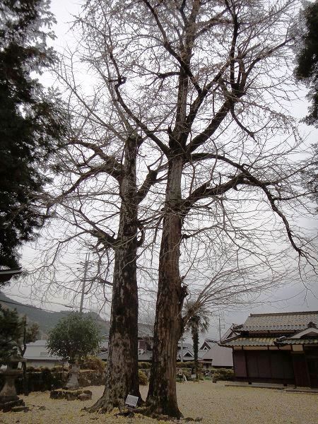 �ǎ�_�Ђ̕v�w�C�`���E�@���Ƃ̂ς킷��