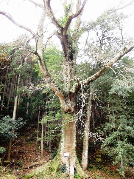 �ǎ�_�Ђ̃��N�m�L�@���Ƃ̂ς킷��