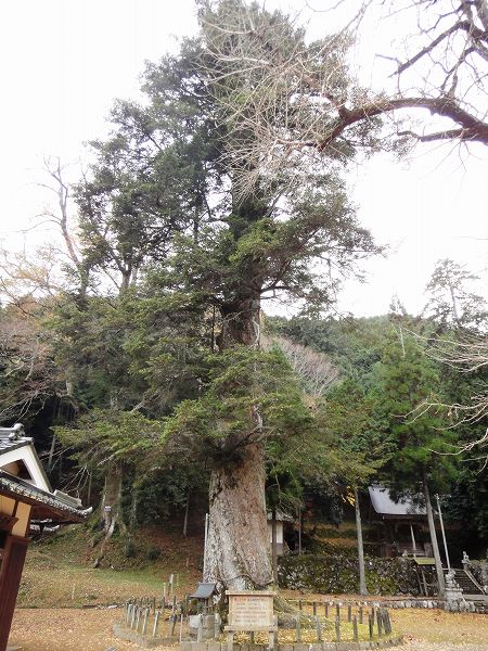 �ǎ�_�Ђ̃��~�̖؁@���Ƃ̂ς킷��