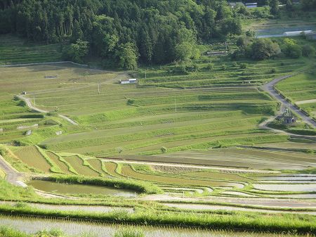 �嚸�a�̒I�c�@���Ƃ̂ς킷��