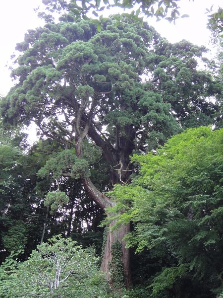 �L�掛�̑吙�@���Ƃ̂ς킷��