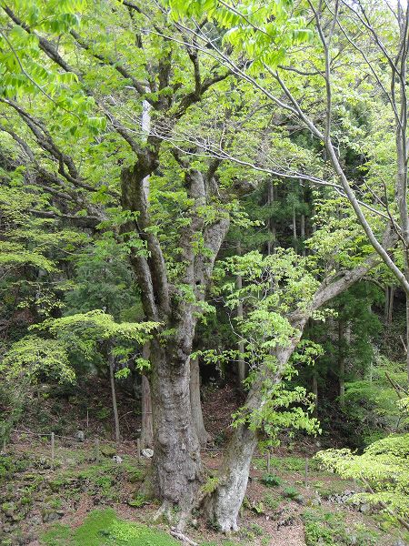 �F��̑�g�`�@���Ƃ̂ς킷��