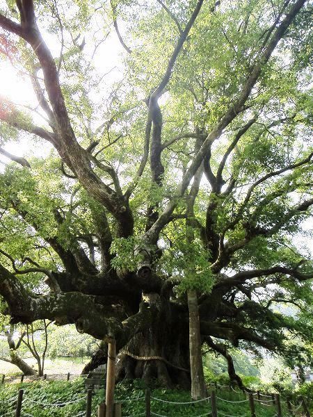 �N�X�̐X�@���Ƃ̂ς킷��