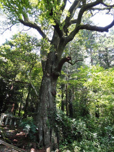 �o�������{�̃z���g�̖�