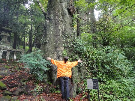 �z���g�̖؂ɕ������`��