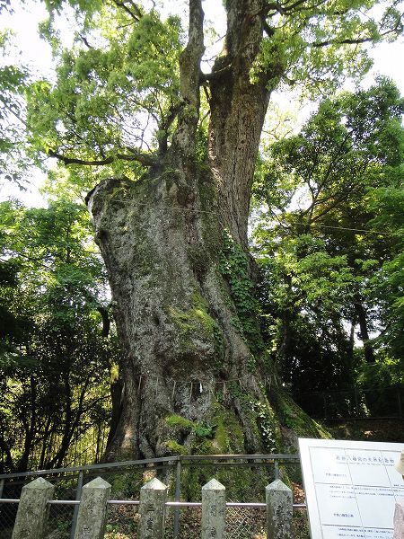 �o�������{�̃N�X�m�L