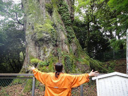 �o�������{�̃N�X�m�L�Ƃ���