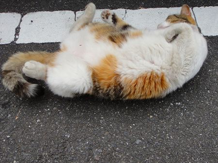 ����쏤�X�̐l�C�L�����̎O�с@���Ƃ̂ς킷��